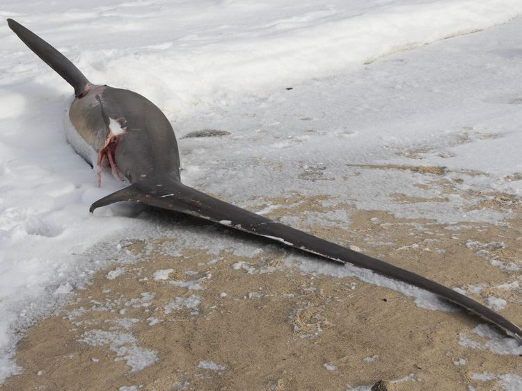 Thresher sharks are easily distinguishable by their extremely long caudal fin. Pic: AWSC