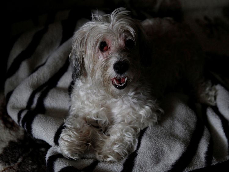 Zsazsa the Havanese 