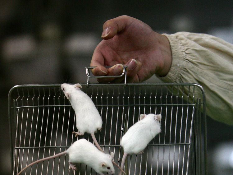 CHONGQING, CHINA - FEBRUARY 16: (CHINA OUT) A worker displays white mice in a cage at an animal laboratory of a medical school on February 16, 2008 in Chongqing Municipality, China. There are over 100,000 rats and mice including white rats, white mice, nude mice and black rats, are used in experiments every year for pharmaceutical research in the lab, where temperature is kept at 24 degrees centigrade and researchers are required to wear protection suits. (Photo by China Photos/Getty Images)