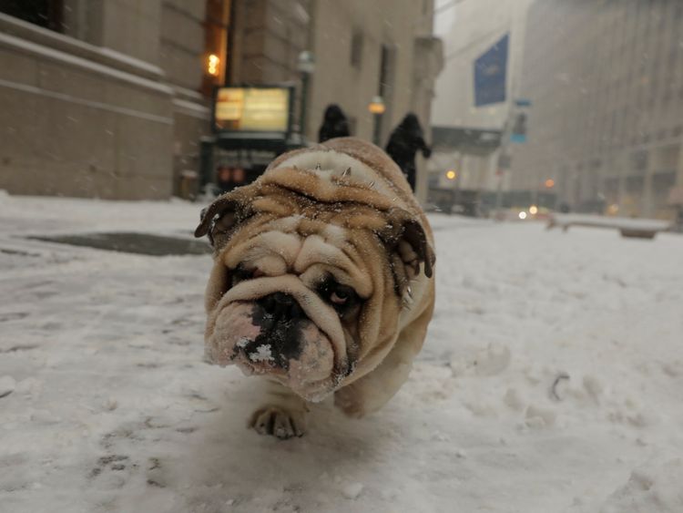 A bulldog is unimpressed with the snowy conditions he's experiencing on his walk in New York