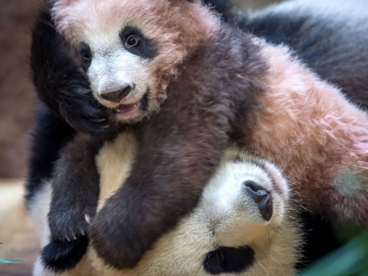 A picture taken on January 12, 2018 at The Beauval Zoo in Saint-Aignan-sur-Cher, central France shows cub panda Yuan Meng playing with its mother Huan Huan inside its new enclosure. Female panda gave birth to twins on August 4, 2017, but one died soon afterwards. Nine-year-old Huan Huan and her male partner Yuan Zi arrived at Beauval zoo in January 2012 on a 10-year loan from China after intense, high-level negotiations between Paris and Beijing. Huan Huan (meaning 'happy') and Yuan Zi ('chubby'
