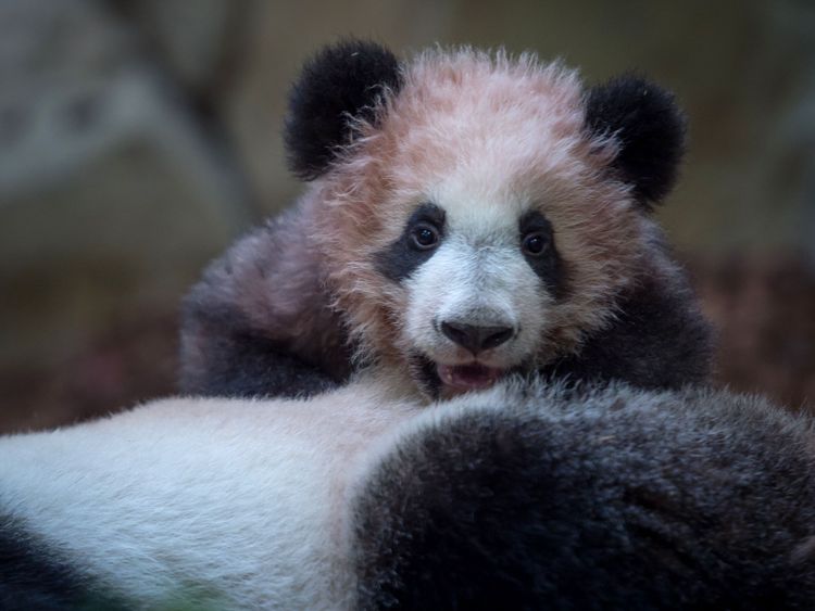 A picture taken on January 12, 2018 at The Beauval Zoo in Saint-Aignan-sur-Cher, central France shows cub panda Yuan Meng playing with its mother Huan Huan inside its new enclosure. Female panda gave birth to twins on August 4, 2017, but one died soon afterwards. Nine-year-old Huan Huan and her male partner Yuan Zi arrived at Beauval zoo in January 2012 on a 10-year loan from China after intense, high-level negotiations between Paris and Beijing. Huan Huan (meaning 'happy') and Yuan Zi ('chubby'