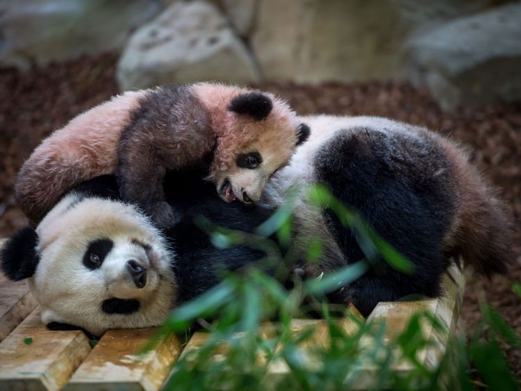 A picture taken on January 12, 2018 at The Beauval Zoo in Saint-Aignan-sur-Cher, central France shows cub panda Yuan Meng playing with its mother Huan Huan inside its new enclosure. Female panda gave birth to twins on August 4, 2017, but one died soon afterwards. Nine-year-old Huan Huan and her male partner Yuan Zi arrived at Beauval zoo in January 2012 on a 10-year loan from China after intense, high-level negotiations between Paris and Beijing. Huan Huan (meaning 'happy') and Yuan Zi ('chubby'
