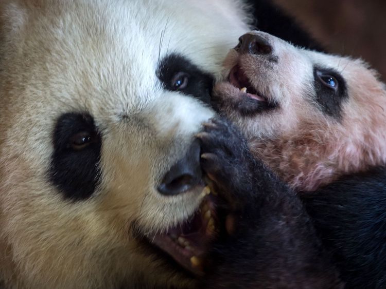 A picture taken on January 12, 2018 at The Beauval Zoo in Saint-Aignan-sur-Cher, central France shows cub panda Yuan Meng playing with its mother Huan Huan inside its new enclosure. Female panda gave birth to twins on August 4, 2017, but one died soon afterwards. Nine-year-old Huan Huan and her male partner Yuan Zi arrived at Beauval zoo in January 2012 on a 10-year loan from China after intense, high-level negotiations between Paris and Beijing. Huan Huan (meaning 'happy') and Yuan Zi ('chubby'