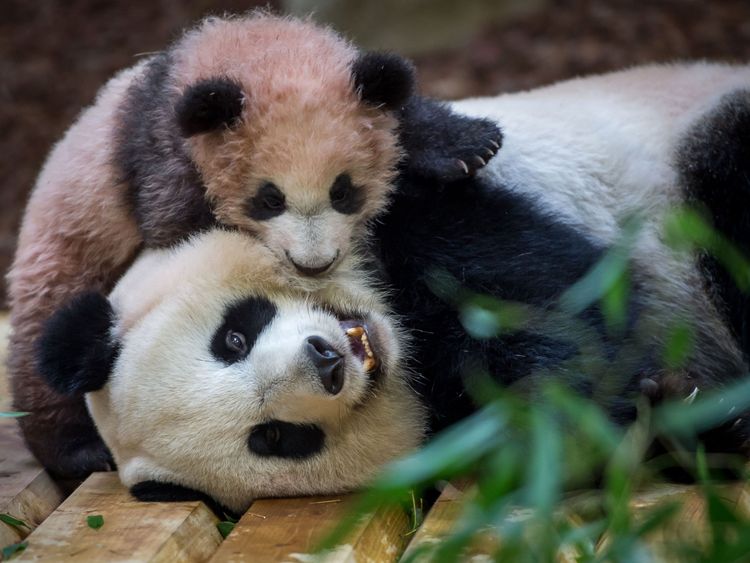 A picture taken on January 12, 2018 at The Beauval Zoo in Saint-Aignan-sur-Cher, central France shows cub panda Yuan Meng playing with its mother Huan Huan inside its new enclosure. Female panda gave birth to twins on August 4, 2017, but one died soon afterwards. Nine-year-old Huan Huan and her male partner Yuan Zi arrived at Beauval zoo in January 2012 on a 10-year loan from China after intense, high-level negotiations between Paris and Beijing. Huan Huan (meaning 'happy') and Yuan Zi ('chubby'