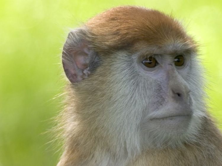 The crews were unable to save the animals in the enclosure. Pic: Woburn Safari Park promotional pictures
