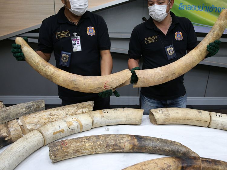 Thai forensic experts work near confiscated elephant tusks after a news conference at the Customs Department in Bangkok