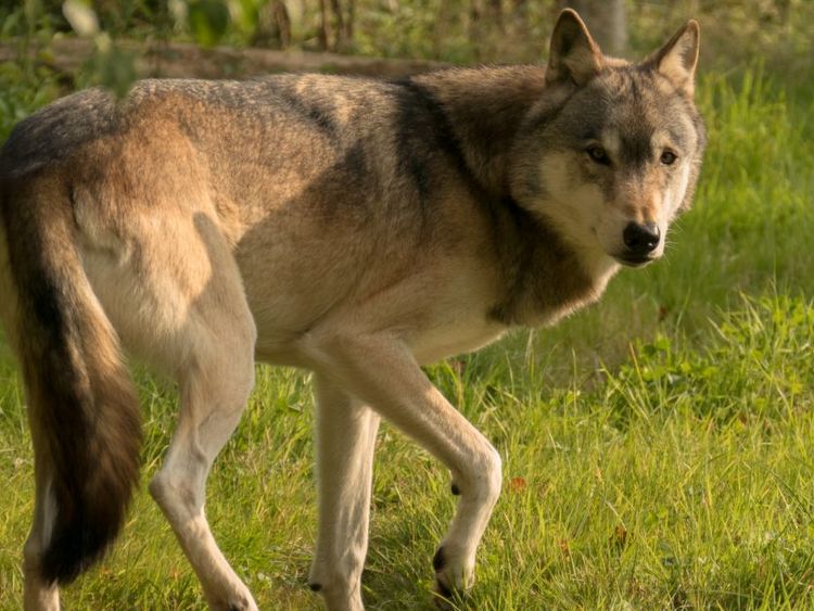Torak had escaped from his sanctuary. Pic: UK Wolf Conservation Trust 