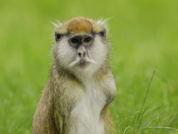The enclosure was in the jungle drive-through section of the park. Pic: Woburn Safari Park promotional pictures