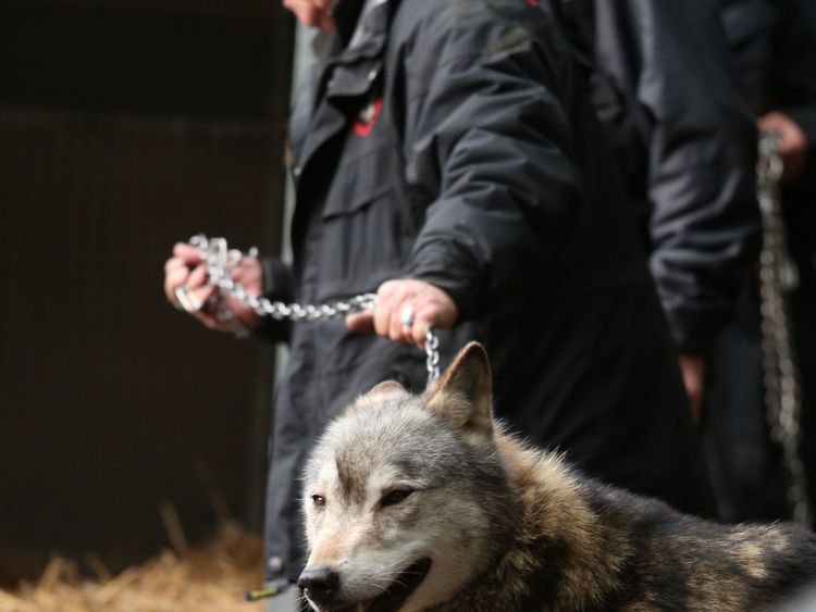 torak wolf brother torak wolf brother