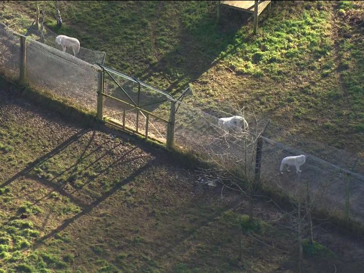Wolves at the UK Wolf Conservation Trust in Berkshire