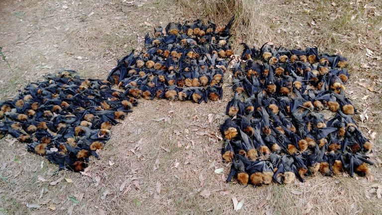 Hundreds of bats die in Australia due to heat Pic: Help Save the Wildlife and Bushlands in Campbelltown