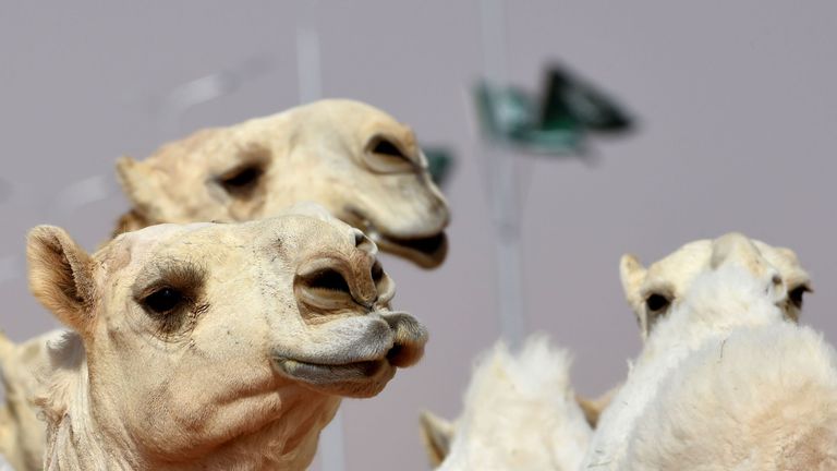 Prize money for the Miss Camel beauty contest runs into millions of pounds 