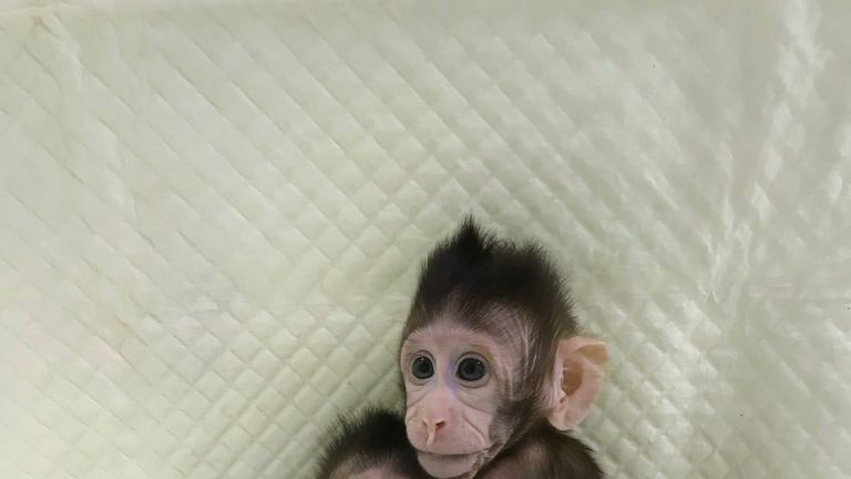 China Clones Two Monkeys In World First Science And Tech News Sky News