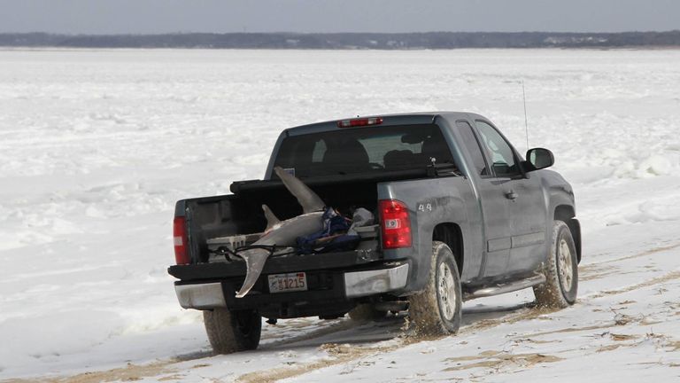 The AWSC had to take the sharks to the NOAA Fisheries Service to thaw out. Pic: AWSC