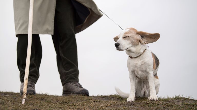 A dog is buffeted by the wind in Reutlingen, southern Germany