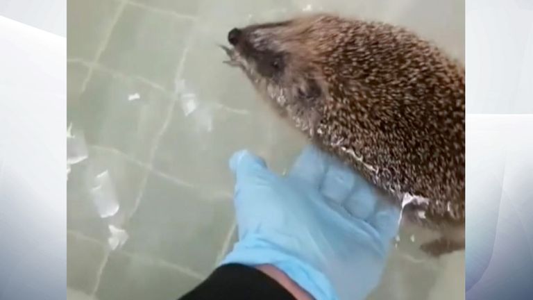 Phelps the hedgehog gets hydrotherapy for his weak hind legs. Pic: SPCA