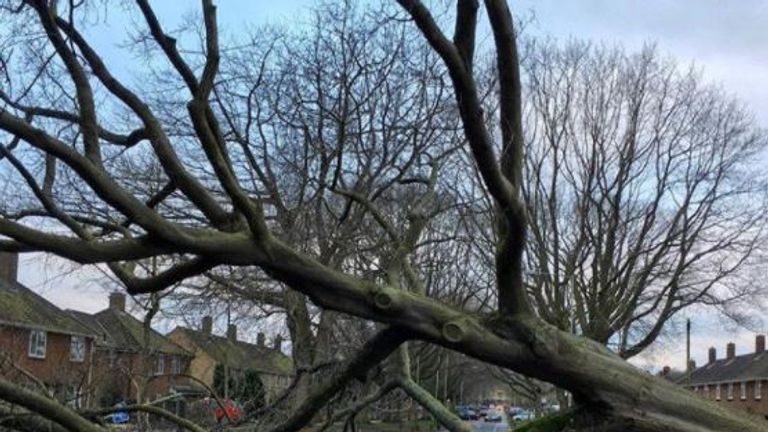 A massive downed tree blocks a residential street in Norwich. Pic. Dale Samuels