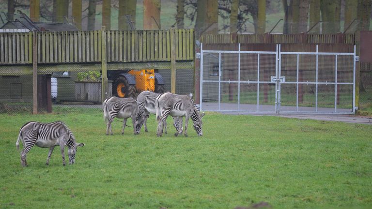 Zebras graze in front of closed gates at an area of Woburn Safari Park in Bedfordshire, where 13 Patas monkeys died in a fire