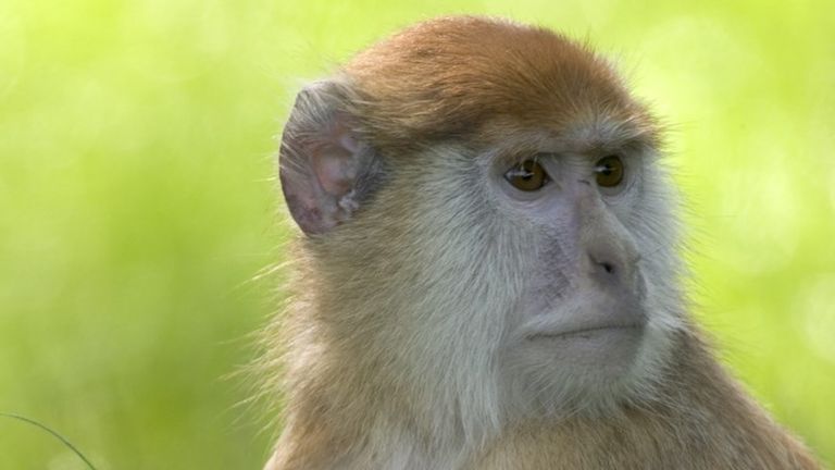 The crews were unable to save the animals in the enclosure. Pic: Woburn Safari Park promotional pictures