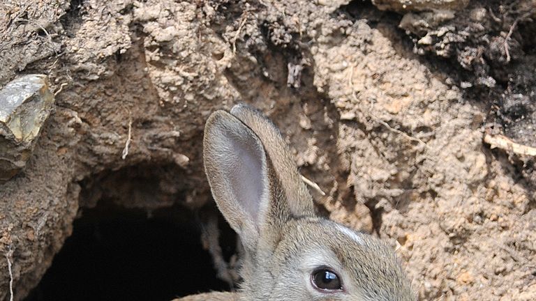 A rabbit was released from a cage before the dogs were let loose. File pic