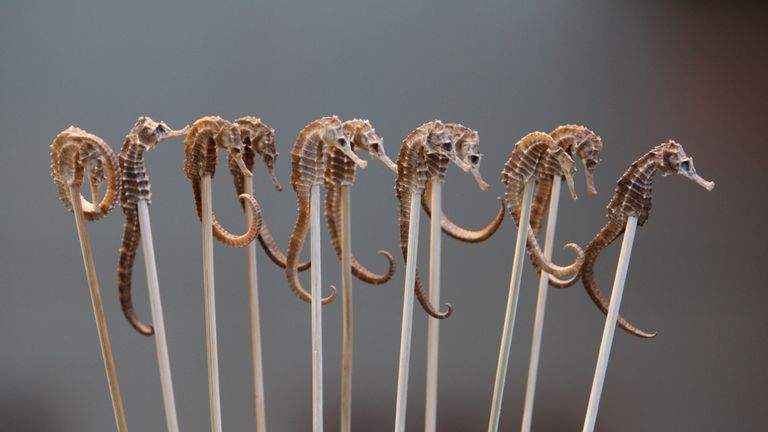 Seahorse is sold as snacks on sticks (file pic)