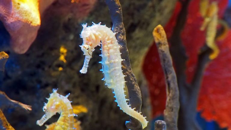 Hundreds of thousands of seahorses are believed to be scooped up by Thai trawlers