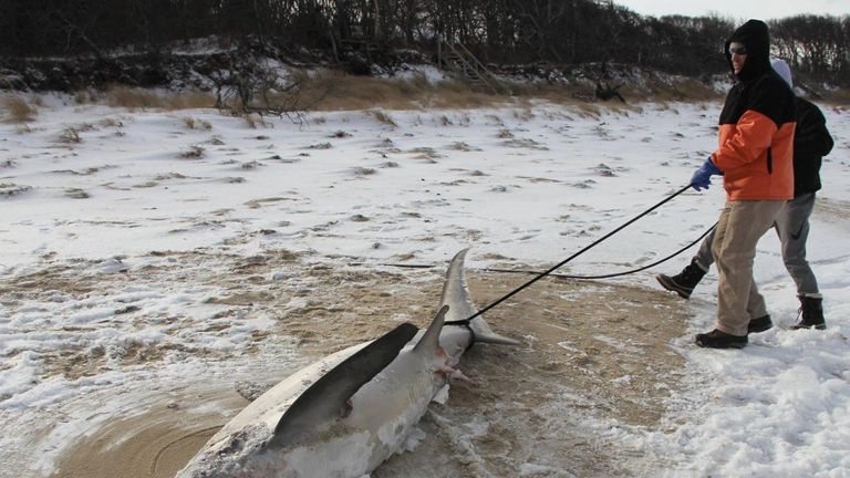 A 14ft male thresher shark was found frozen on a Cape Cod beach on December 29, 2017. Pic: AWSC
