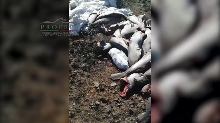 The 300 shark carcasses were left by the road in the town of Yurecuaro. Pic: Profepa