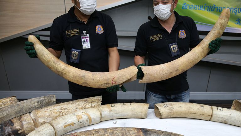 Giant elephant tusks from Africa seized at Bangkok airport | World News