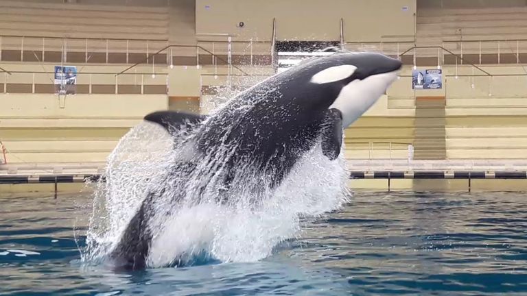 Killer whale Wikie, who has been taught to mimic human words. Pic: Marineland