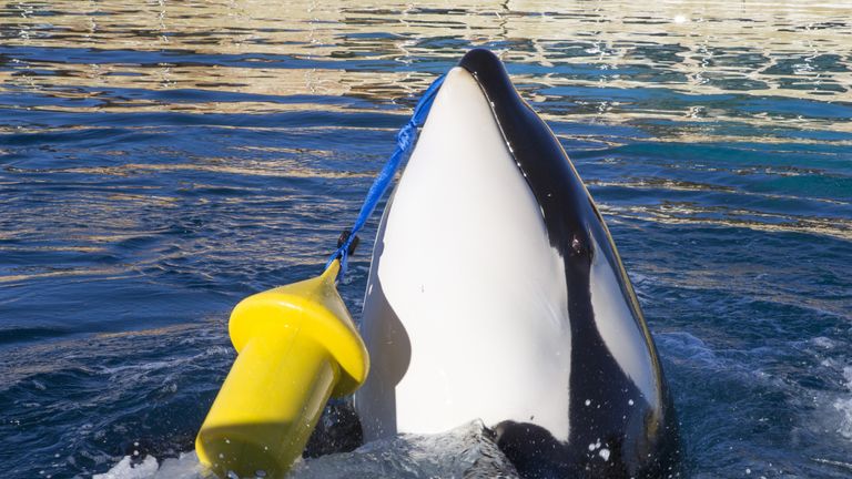 Killer whale Wikie, who has been taught to mimic human words. Pic: Marineland