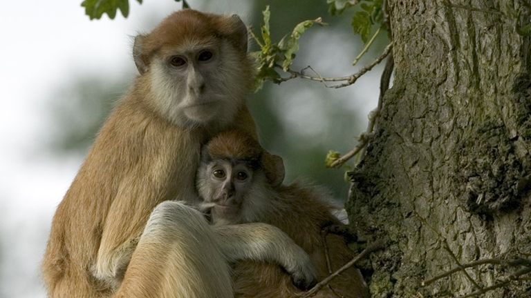 The fire broke out in the enclosure in the early hours of 2 January. Pic: Woburn Safari Park promotional pictures