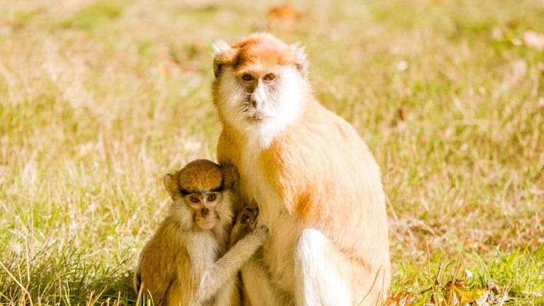 The Patas monkeys couldn't be saved after the fire