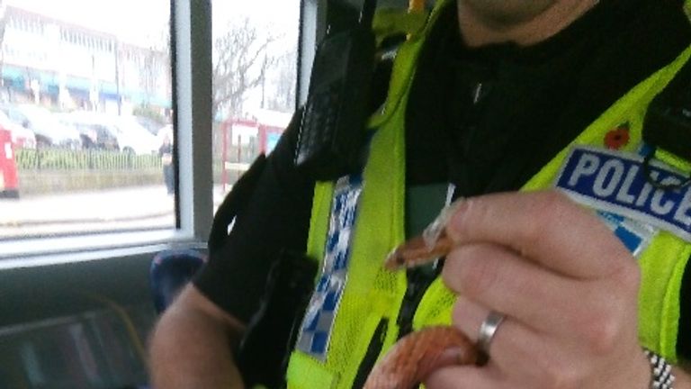 The orange snake was removed by police. Pic: Joanne Searle