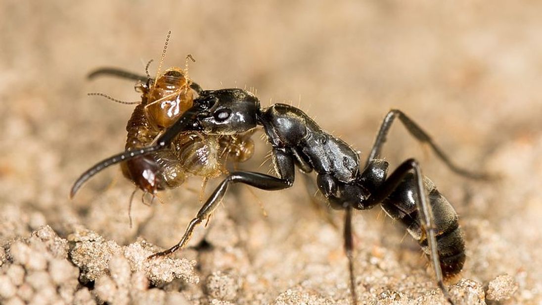 Matabele ant