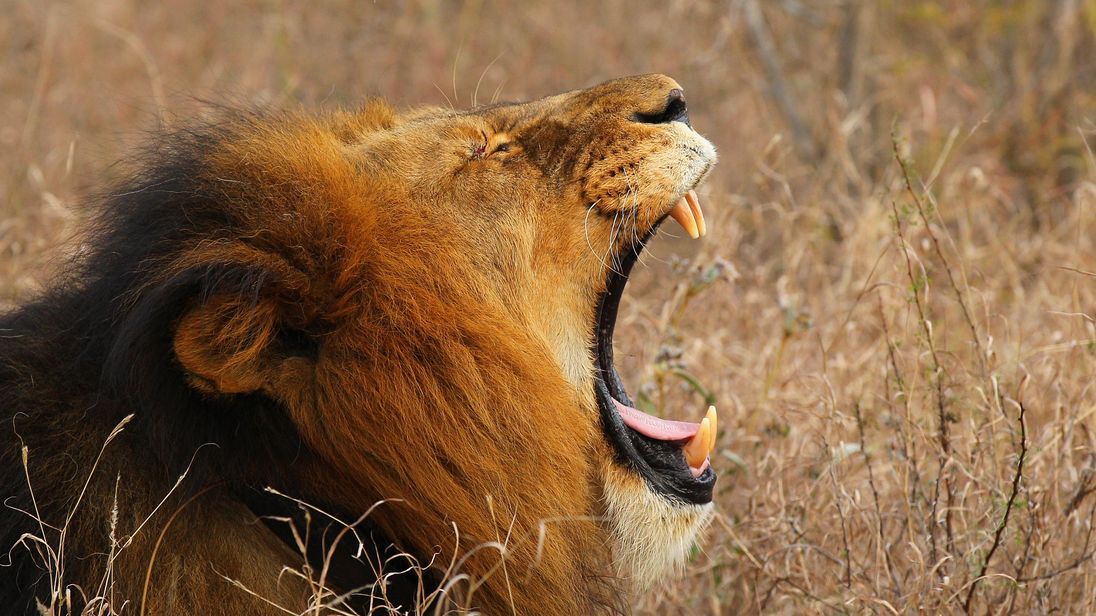 African lions are regularly targeted by poachers at the park