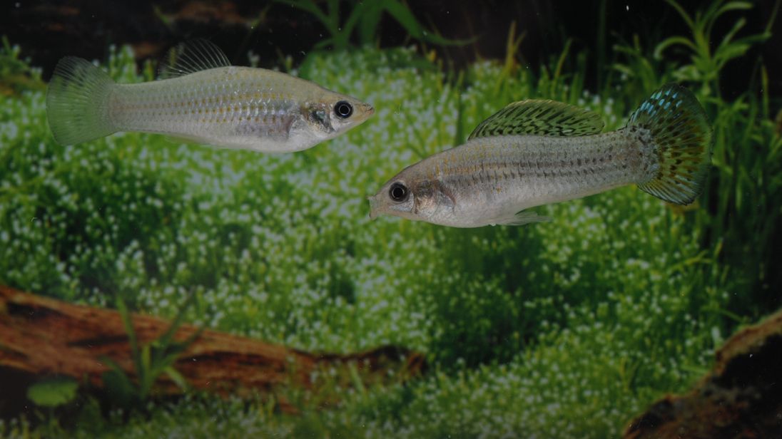 All-female fish species thriving despite thousands of generations of clones (news.sky.com)