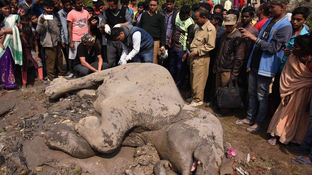 Indian villagers look at an injured elephant which is being hit by a train near Habaipur railway station in Hojai district, some 180 km from Guwahati, on February 11, 2018