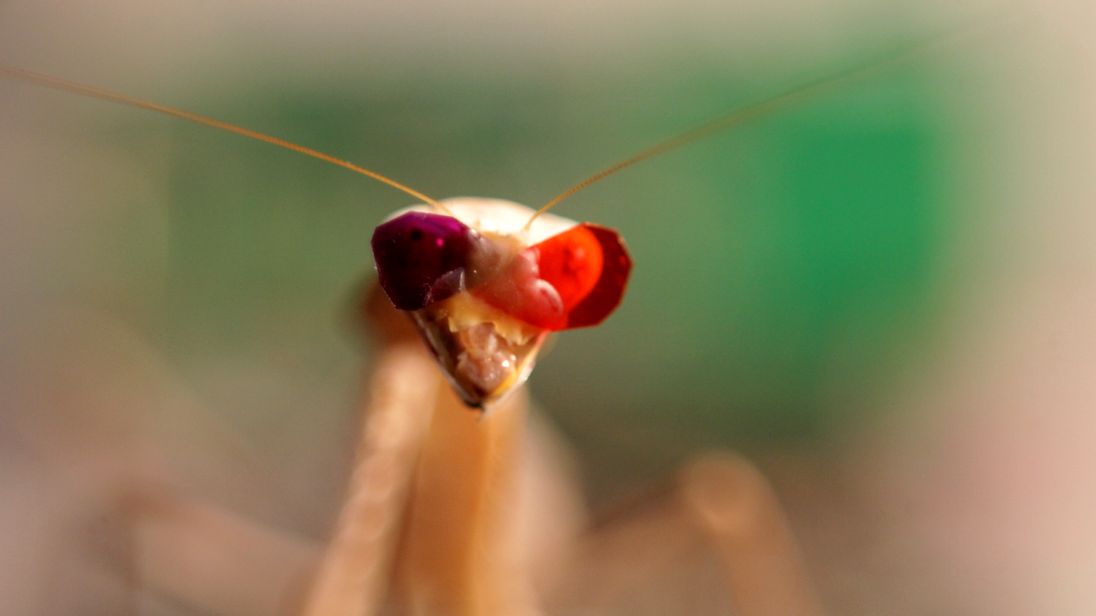 New Type Of 3D Vision In Praying Mantis Discovered New Type Of 3D Vision In Praying Mantis Discovered