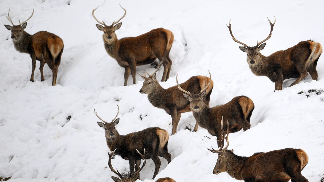 Snow is expected across the UK, even in the South East. File pic