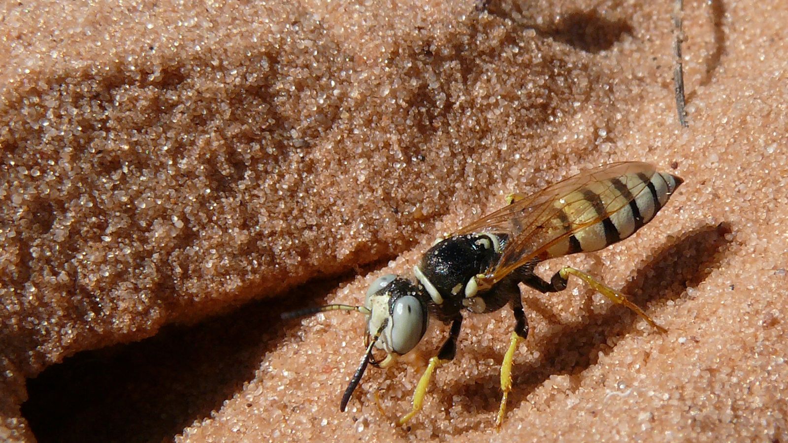 Beewolves had antibiotics 68 million years ago Beewolves had antibiotics 68 million years ago