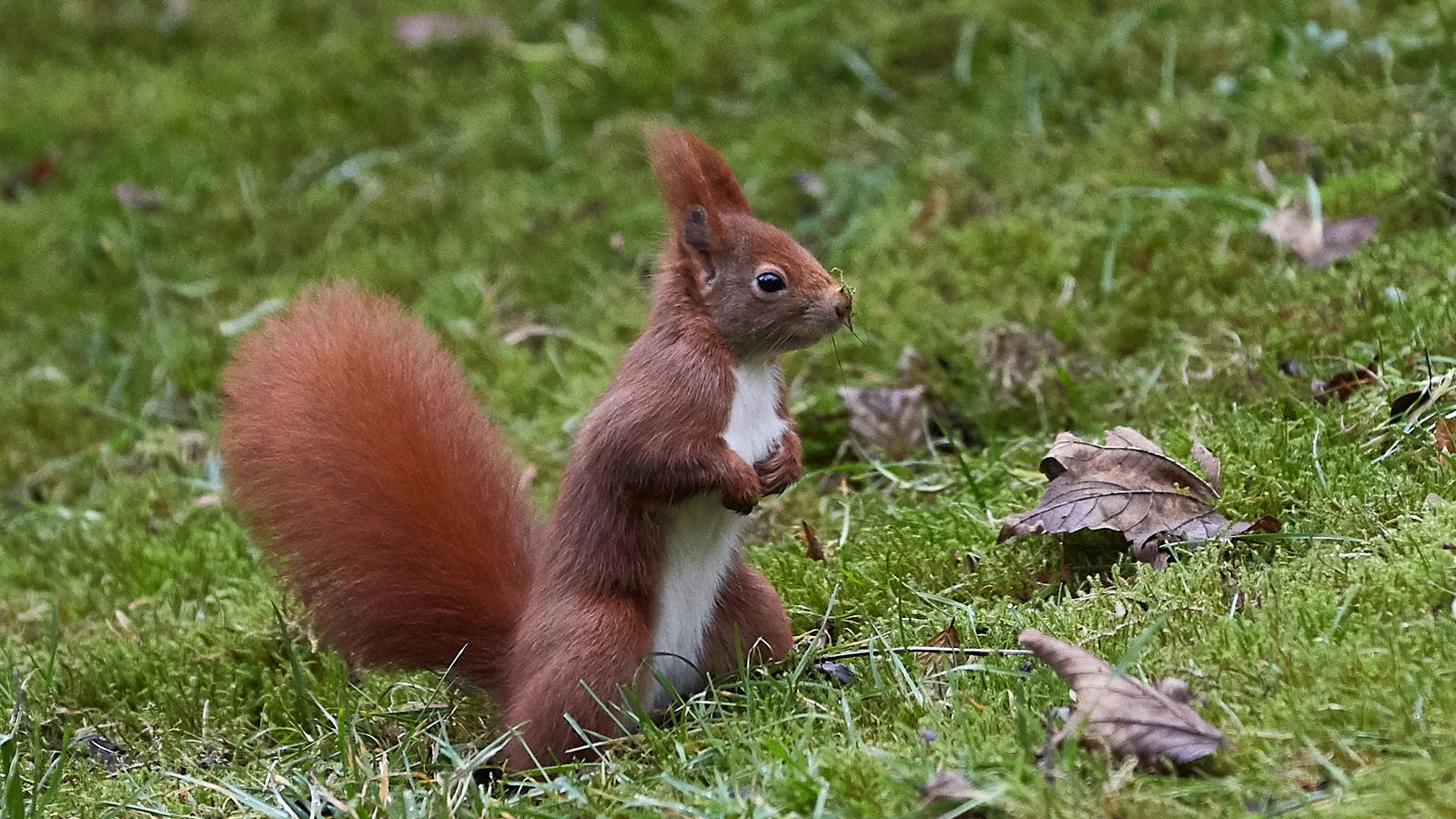 Red And Grey Squirrels Go Head To Head In Nut IQ Test | UK News | Sky News