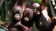 More orangutans have been killed than previously thought