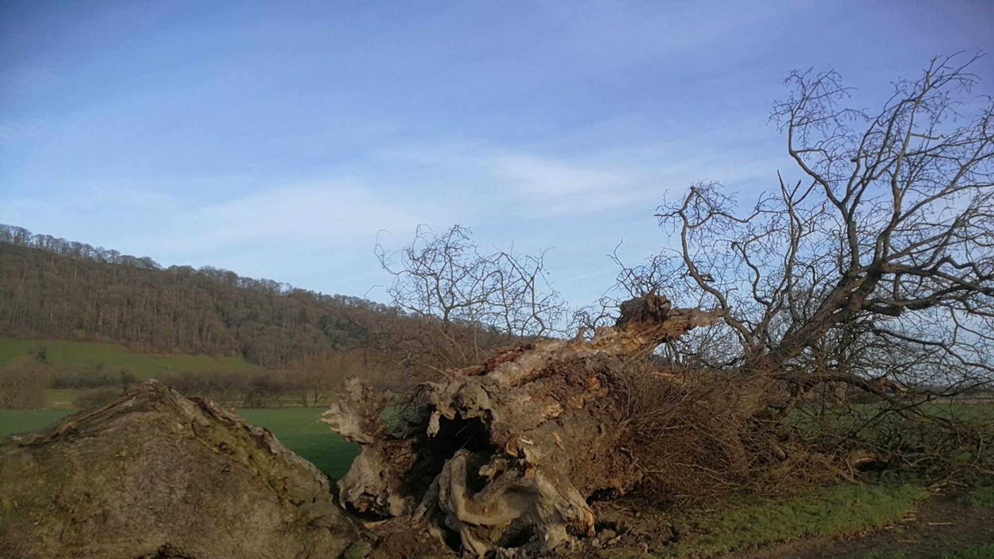 1000 Year Old Oak Tree On England Wales Border Crashes Down After Storm Uk News Sky News