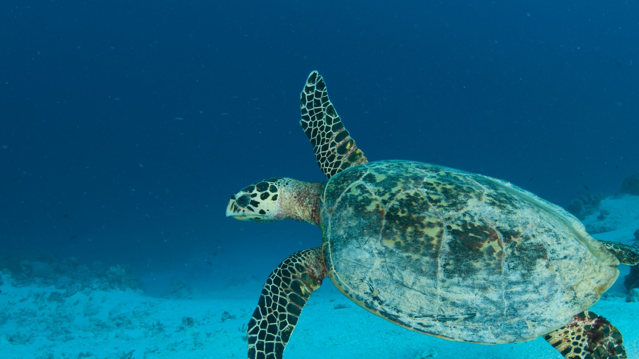 Ocean Rescue: Prince Charles speaks out over 'plight' of world's coral ...