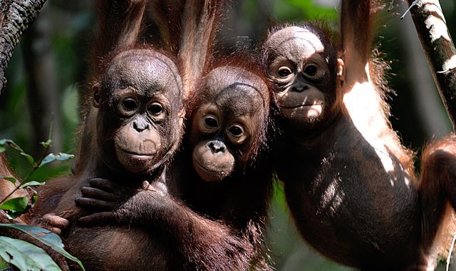 Borneo Lost Nearly 150K Orangutans in Just 16 Years