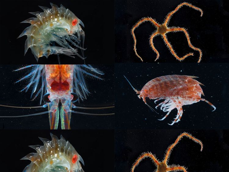 State-of-the-art technology will be used to gather information about the inhabitants of the ecosystem. Pics: British Antarctic Survey
