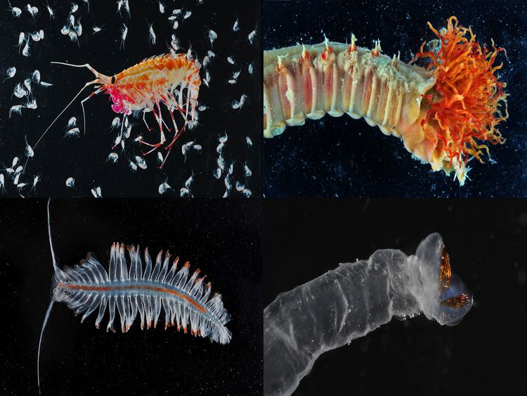 State-of-the-art technology will be used to gather information about the inhabitants of the ecosystem. Pic: British Antarctic Survey