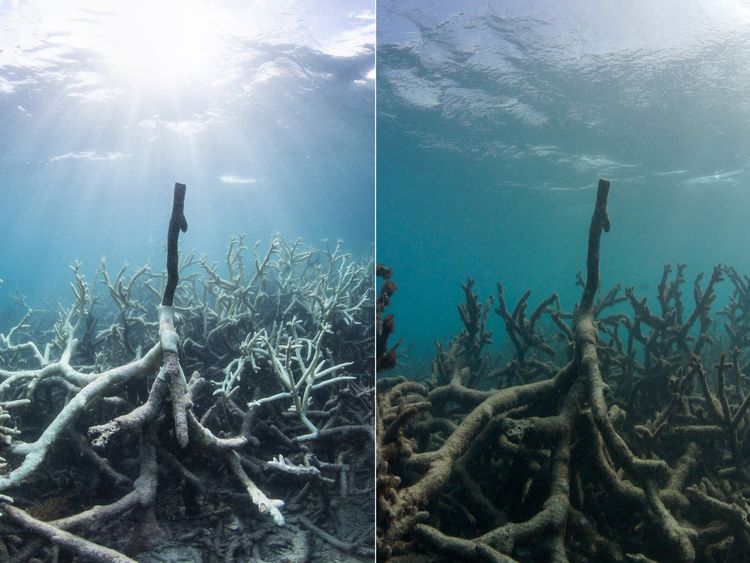 Ocean Rescue: Prince Charles speaks out over 'plight' of world's coral ...